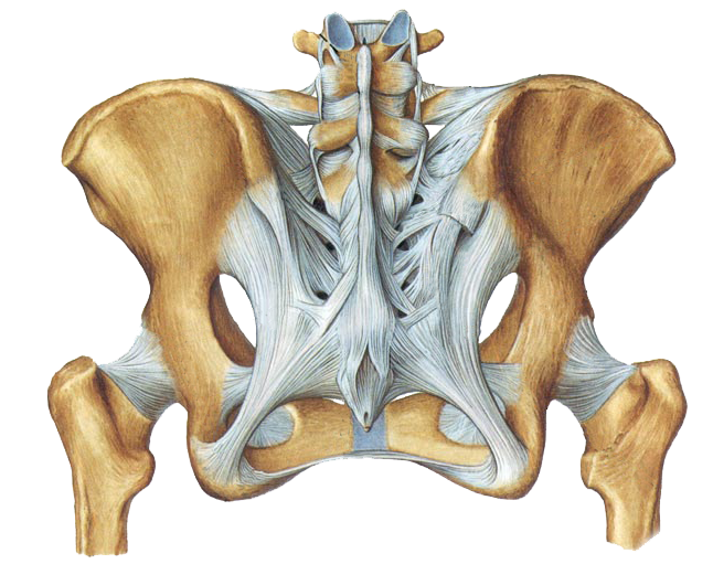 pelvis ligaments